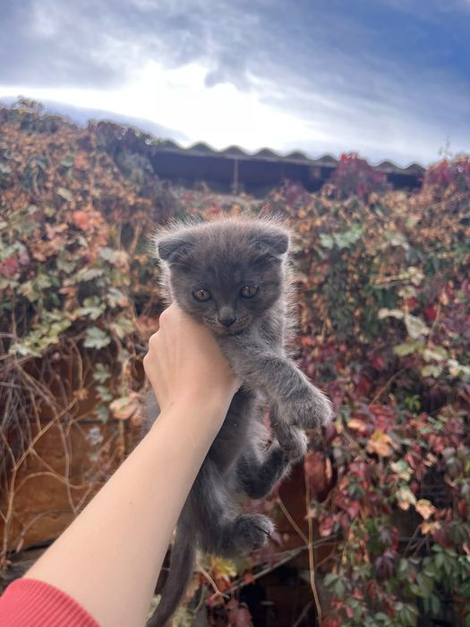 котята в добрые руки!