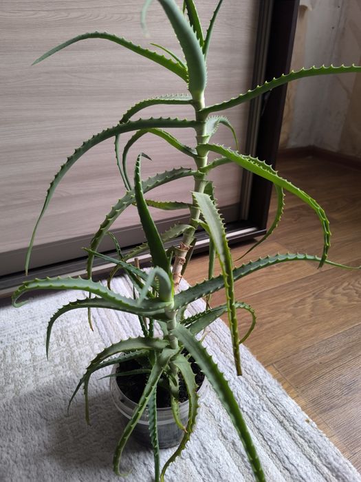 Продам алоэ 3-х летка
