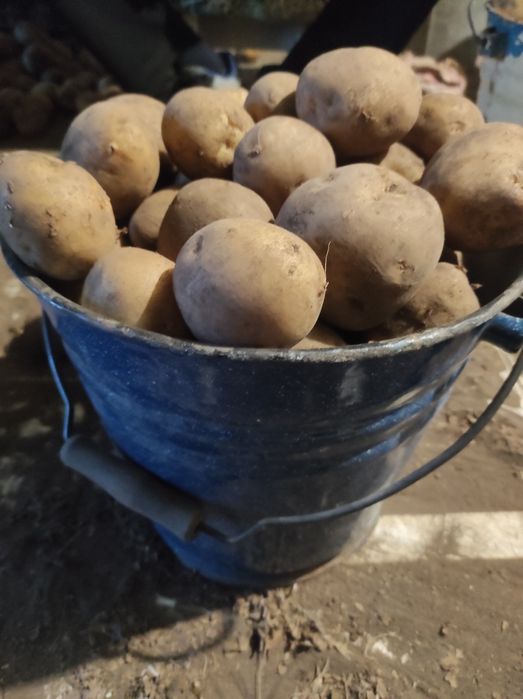 Дачная картошка отборная