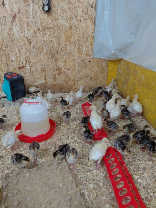 Все птица в наличии Башкирия