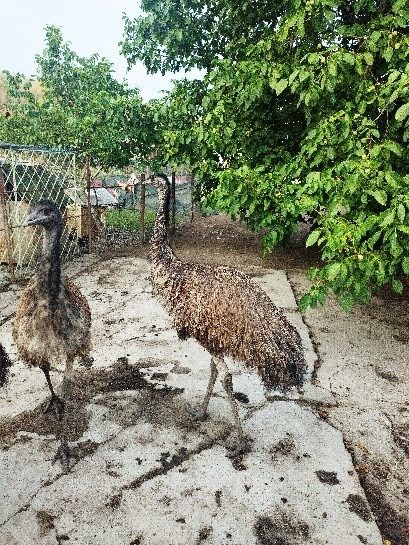 Struți emu de vânzare!