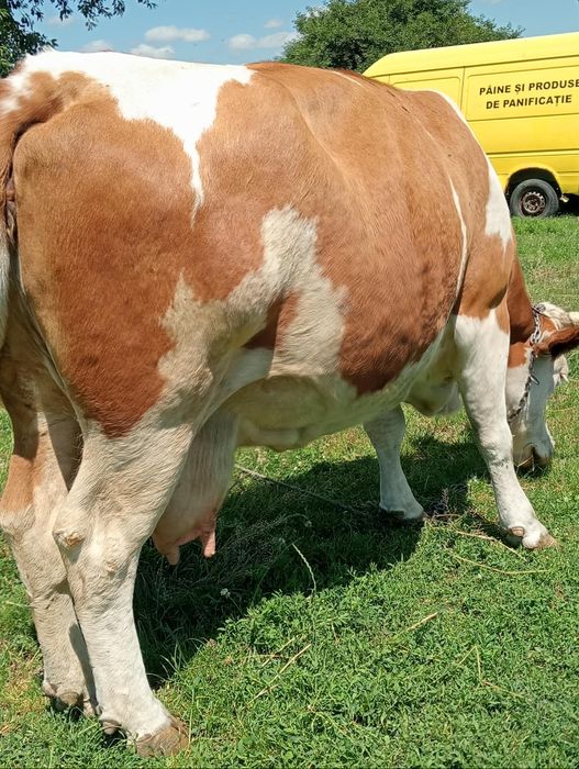 Vaca gestanta de vanzare