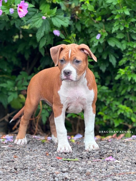 Amstaff cu pedigree