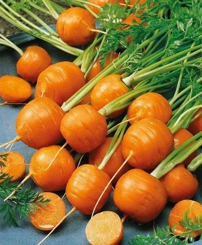 Семена Морковь Парижская Каротель (для выращивания дома и в грунт)