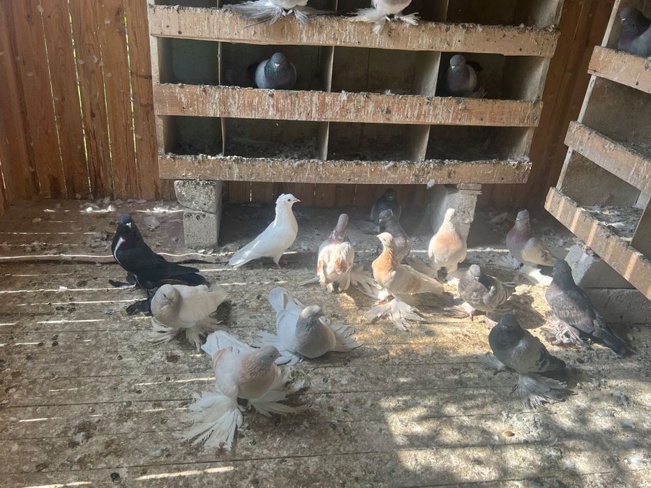 Продам домашних голубей