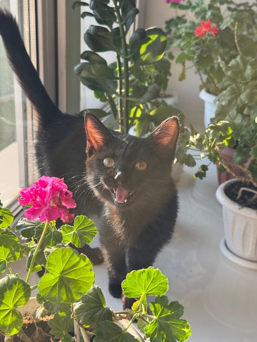 Котёнок в добрые руки