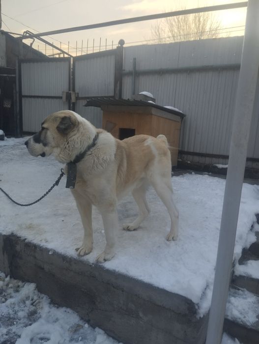 Алабай ищет сучку