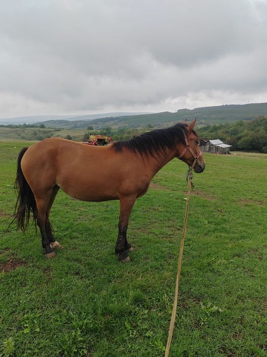 manza de vanzare jud alba