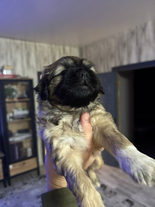 щенки в добрые руки