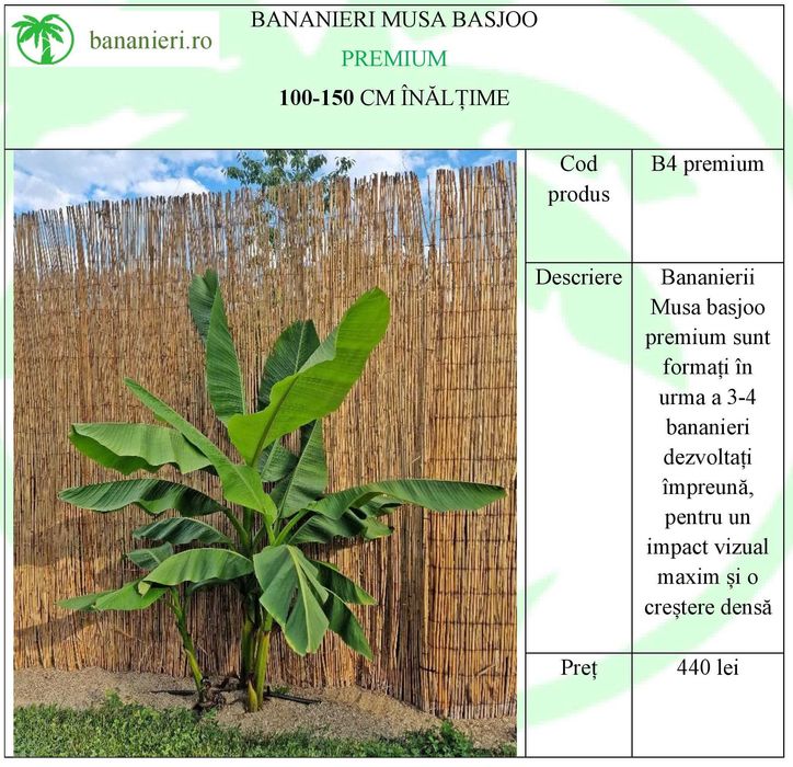 Bananieri Musa Basjoo Livrare Targoviste Ploiesti Bucuresti Pitesti