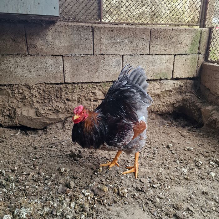 Cocos wyandotte rosu/albastru