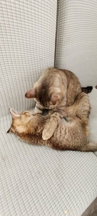 Отдам котёнка в добрые руки