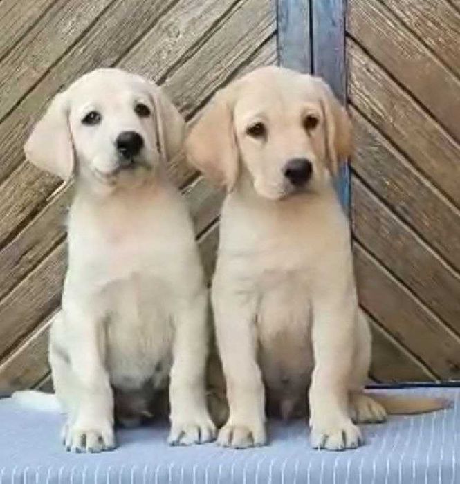 Продажа собак и щенков