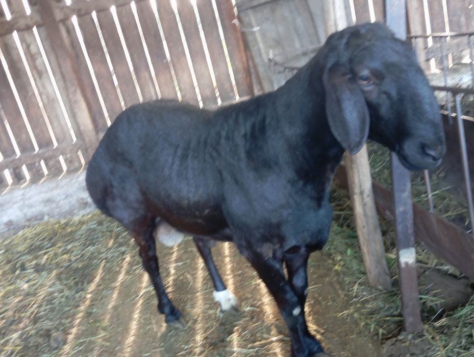 Продажа кочкара.