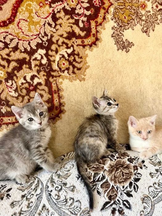 Котята в поиске дома
