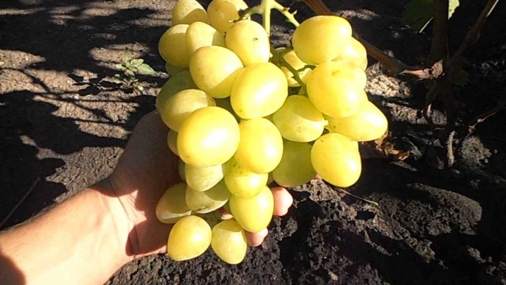 Butasi Vita De Vie Soiul Senator Alb