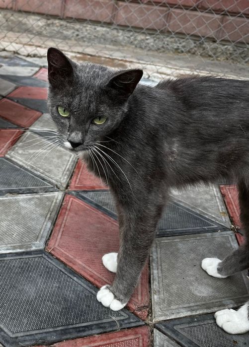 САМАЯ ласковая кошечка на свете!