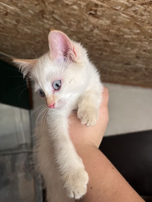 Отдам котика в добрые руки
