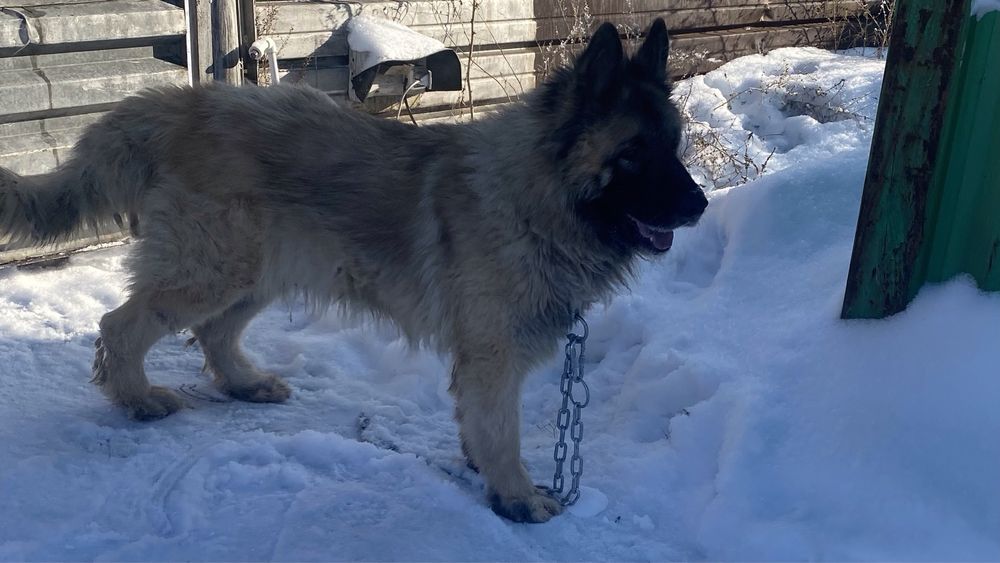 Вязка Немецкая овчарка