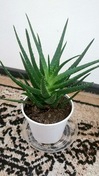 орхидеи и  алое в саксия