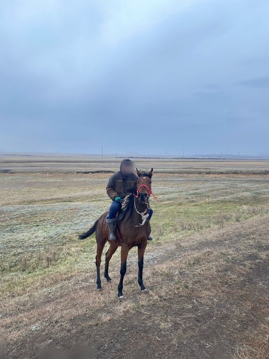 продам скаковую лошадь