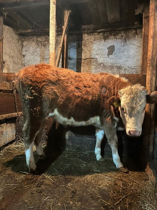 5бас сатылады 1еу еркек