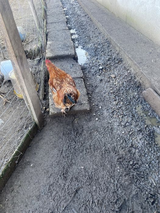 Cocosi de casa crescuti in gradina