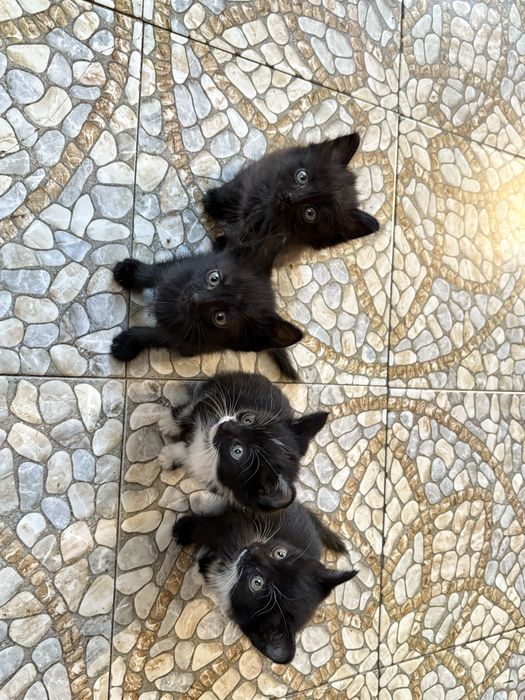 Отдам котят в добрые руки