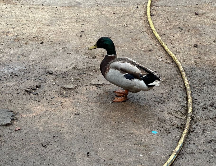 зеленоглави патици -мъжки