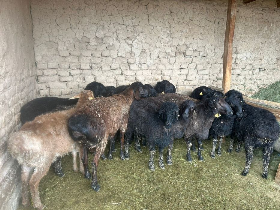 Қой,қошқарлар сатылады