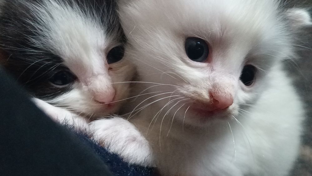 Отдам котят в добрые руки!