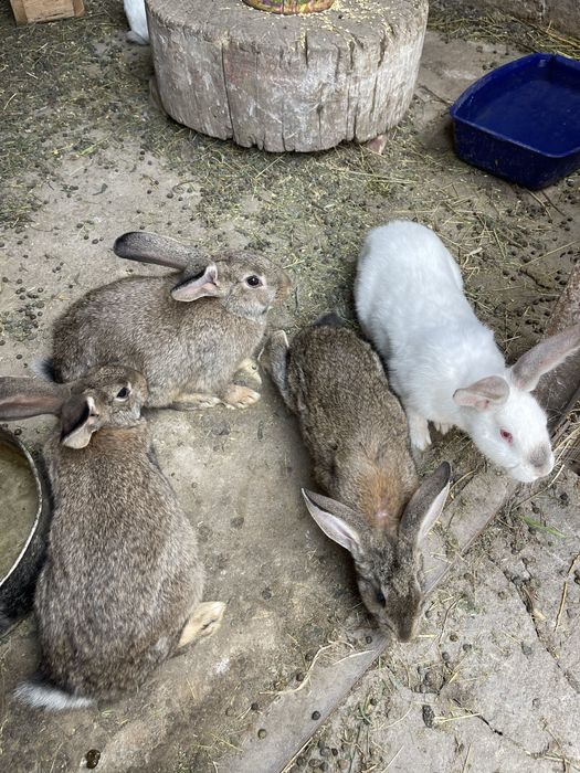 Продам кроликов