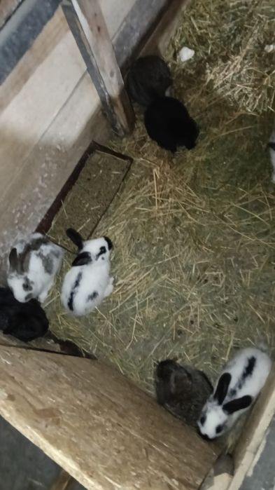 Vând iepurași drăgălași și sănătoși