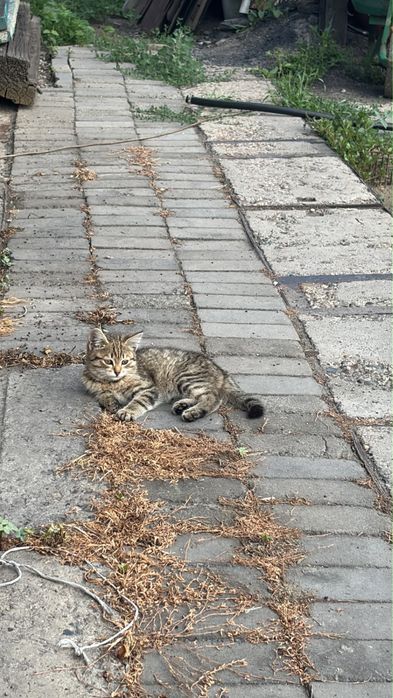 Отдам котят бесплатно