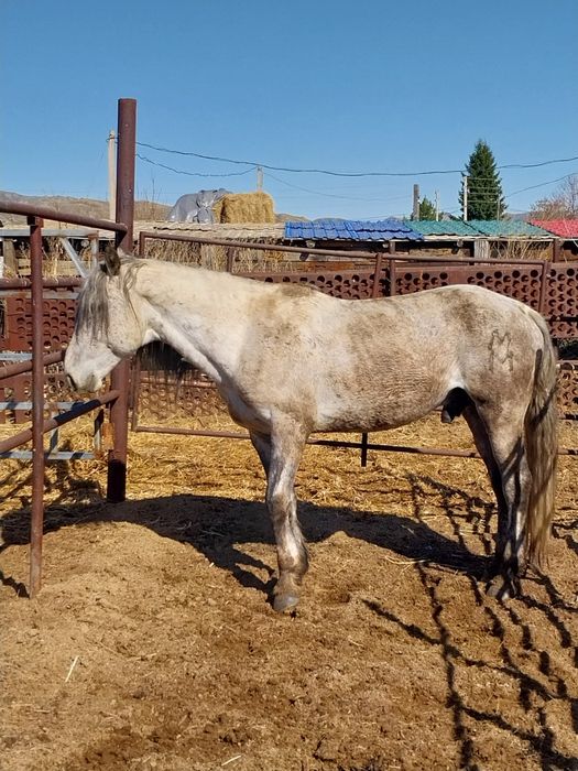 Продам жеребца возраст 8 лет