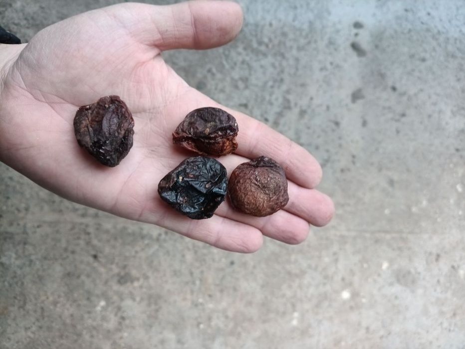 Ширин у́рикдан ТУРШАК. Дориланмаган табиий куритилган