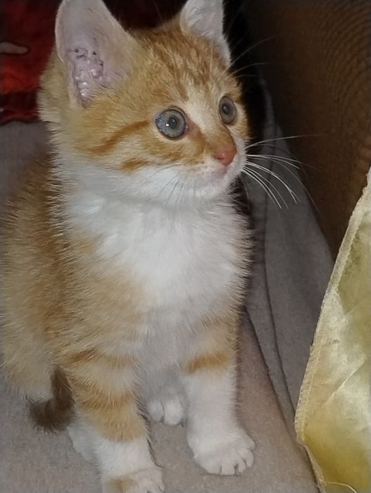 Подарявам мъжко котенце