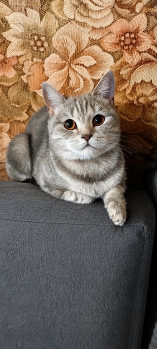 Отдам кошку в хорошие руки.