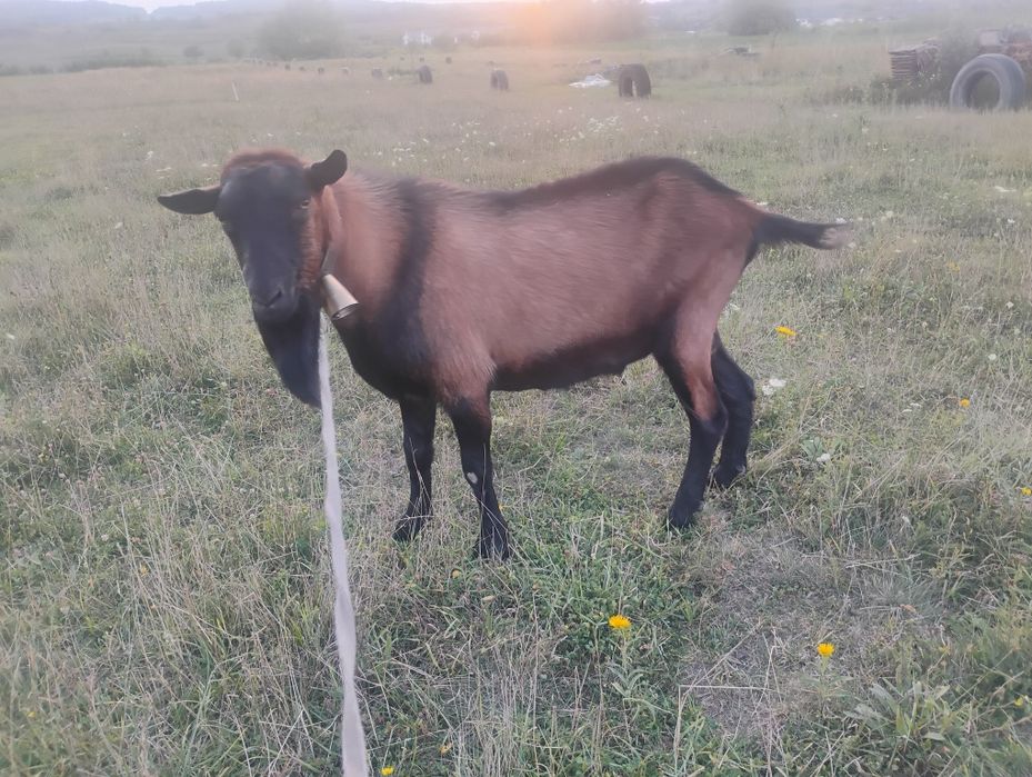 Țap de 3 ani de vânătoare