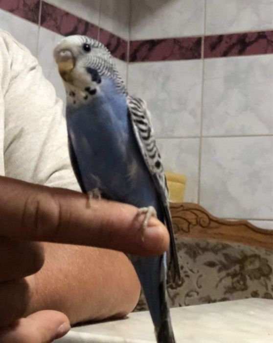 Papagali Perusi - Blanzi/Pui și Maturi