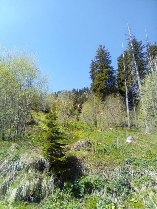 Продава се Парцел в к.к. Пампорово - 1896 кв.м за 48 €/кв.м - Снимка #2