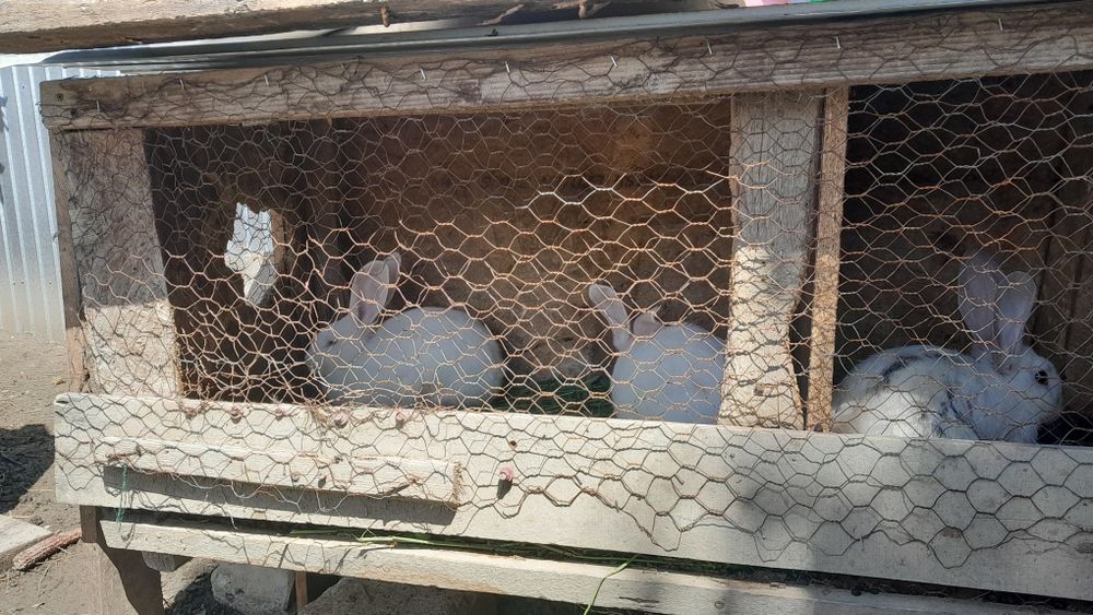 Vand iepuri hecoli 3 luni 2 iepuroi și 4 iepuroaice