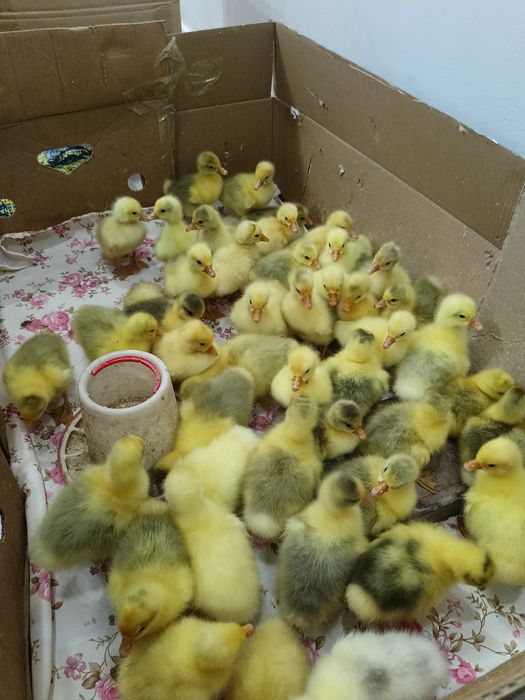 Қаздың балапанын сатамын