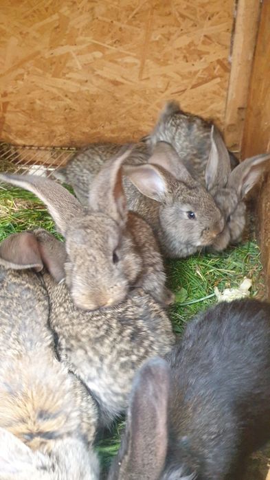 Urias german din parinti atent selectati