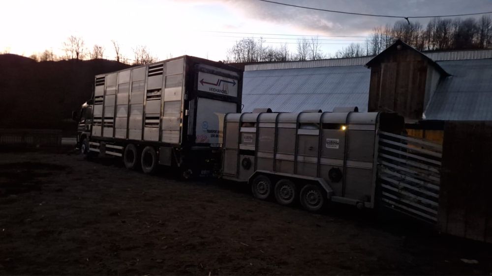 Transport animale vii 100% autorizat / livestock