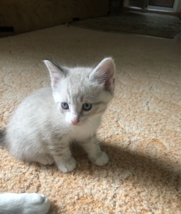 Породистые котята