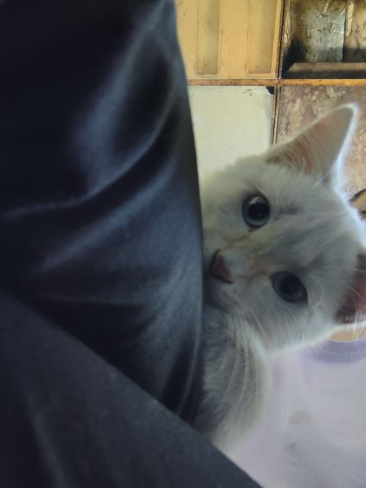 Кошечка ищет дом (очень ласковая!)