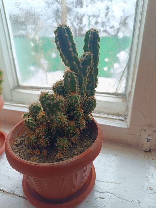 В горшке скалистый кактус