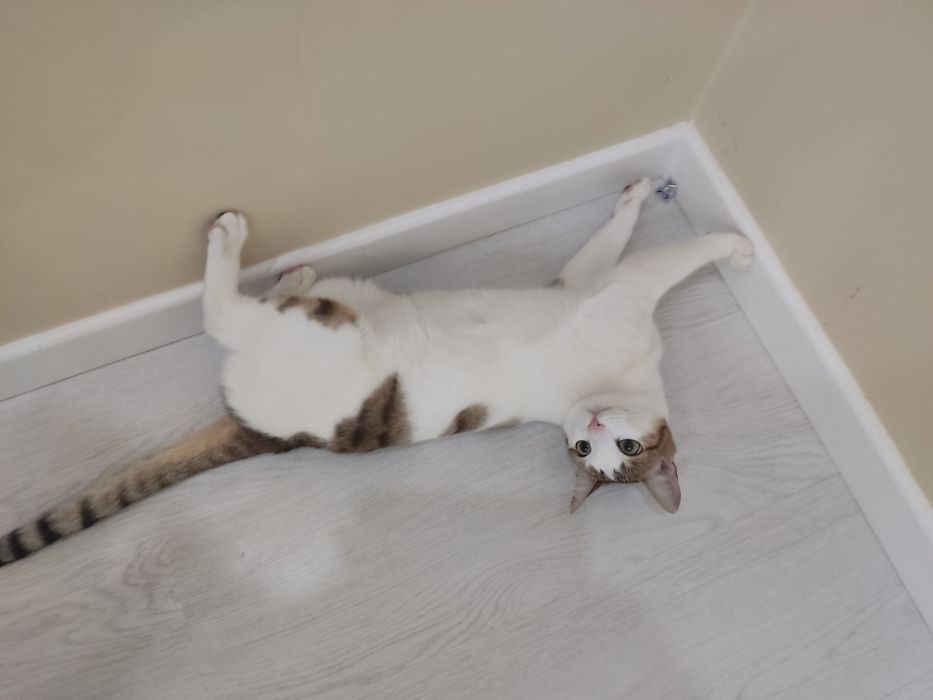 Полу-Бенгал благородная кошечка