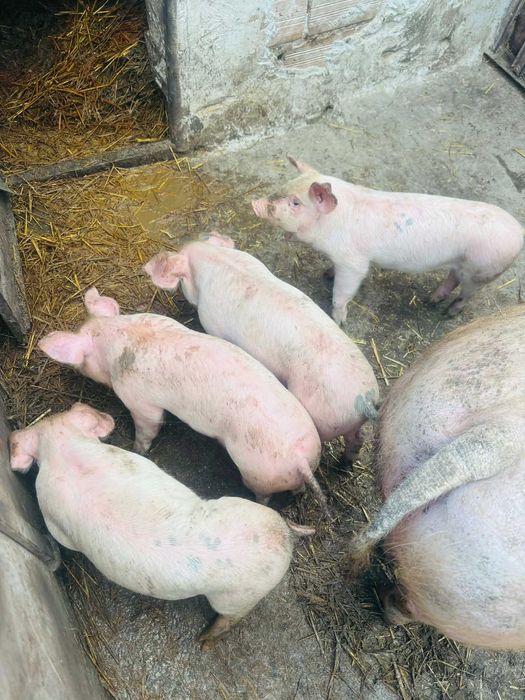 Продават се 4 бройки мъжки прасенца